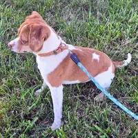 Sam Pocket Beagle, a male Beagle for sale in Falmouth, KY – 4 of 10