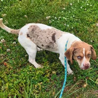 Toby Wrinkleface Pocket, a male Beagle for sale in Falmouth, KY – 10 of 10