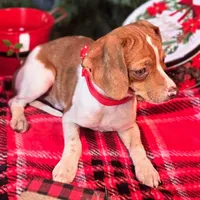 Sam 8# whengrown, a male Beagle for sale in Falmouth, KY – Photo 9 of 10