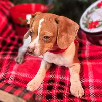 Sam 8# whengrown, a male Beagle for sale in Falmouth, KY – Photo 6 of 10