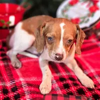 Sam 8# whengrown, a male Beagle for sale in Falmouth, KY – Photo 5 of 10
