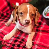 Sam 8# whengrown, a male Beagle for sale in Falmouth, KY – Photo 8 of 10
