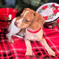 Sam 8# whengrown, a male Beagle for sale in Falmouth, KY – Photo 1 of 10