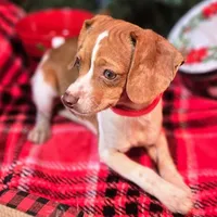 Sam 8# whengrown, a male Beagle for sale in Falmouth, KY – Photo 2 of 10