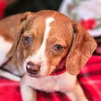 Sam 8# whengrown, a male Beagle for sale in Falmouth, KY – Photo 10 of 10