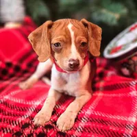 Sam 8# whengrown, a male Beagle for sale in Falmouth, KY – Photo 4 of 10