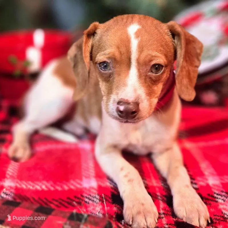 Sam Pocket Beagle – Beagle puppy for sale in Falmouth, KY