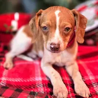 Sam 8# whengrown, a male Beagle for sale in Falmouth, KY – Photo 7 of 10