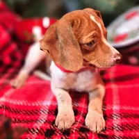 Sam 8# whengrown, a male Beagle for sale in Falmouth, KY – Photo 3 of 10