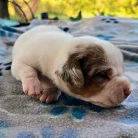 Lennon Pocket Beagle, a male Beagle for sale in Falmouth, KY – 9 of 10