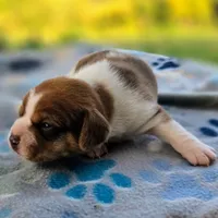 Harrison Pocket Beagle, a male Beagle for sale in Falmouth, KY – 9 of 10