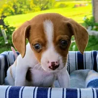 Gold Pocket Beagle, a male Beagle for sale in Falmouth, KY – 7 of 10