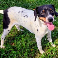 Kenzie Blue-ticked Pocket , a female Beagle for sale in Falmouth, KY – 6 of 9