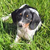 Tuesday Pocket Beagle, a female Beagle for sale in Falmouth, KY – Photo 4 of 6