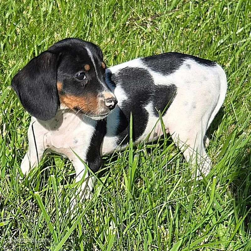 Tuesday Pocket Beagle, a female Beagle for sale in Falmouth, KY – Photo 1 of 6