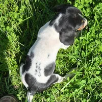 Tuesday Pocket Beagle, a female Beagle for sale in Falmouth, KY – Photo 6 of 6