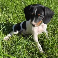 Tuesday Pocket Beagle, a female Beagle for sale in Falmouth, KY – Photo 3 of 6