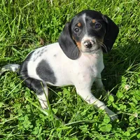 Tuesday Pocket Beagle, a female Beagle for sale in Falmouth, KY – Photo 5 of 6