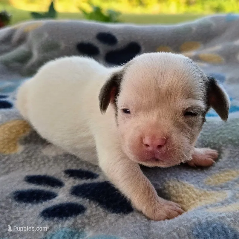 McCartney Pocket Beagle – Beagle puppy for sale in Falmouth, KY