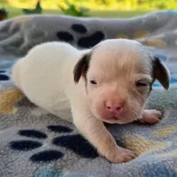McCartney Pocket Beagle, a male Beagle for sale in Falmouth, KY – 1 of 10