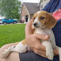 Wednesday Pocket Beagle, a male Beagle for sale in Falmouth, KY – Photo 4 of 10