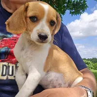 Wednesday Pocket Beagle, a male Beagle for sale in Falmouth, KY – Photo 8 of 10
