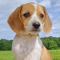Wednesday Pocket Beagle, a male Beagle for sale in Falmouth, KY – Photo 6 of 10