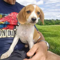 Wednesday Pocket Beagle, a male Beagle for sale in Falmouth, KY – Photo 2 of 10