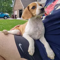 Wednesday Pocket Beagle, a male Beagle for sale in Falmouth, KY – Photo 3 of 10