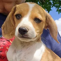 Wednesday Pocket Beagle, a male Beagle for sale in Falmouth, KY – Photo 9 of 10