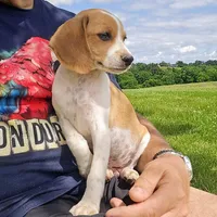 Wednesday Pocket Beagle, a male Beagle for sale in Falmouth, KY – Photo 7 of 10