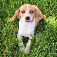 Wednesday Pocket Beagle, a male Beagle for sale in Falmouth, KY – Photo 5 of 10