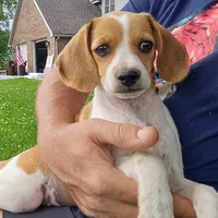 Wednesday Pocket Beagle, a male Beagle for sale in Falmouth, KY – Photo 1 of 10