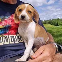 Wednesday Pocket Beagle, a male Beagle for sale in Falmouth, KY – Photo 10 of 10