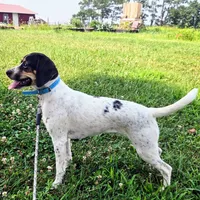 Kaylee Blue-ticked Pocket Beagle, a female Beagle for sale in Falmouth, KY – 6 of 10
