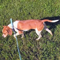 Luke Pocket Beagle, a male Beagle for sale in Falmouth, KY – 10 of 10