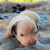 McCartney Pocket Beagle, a male Beagle for sale in Falmouth, KY – 4 of 10