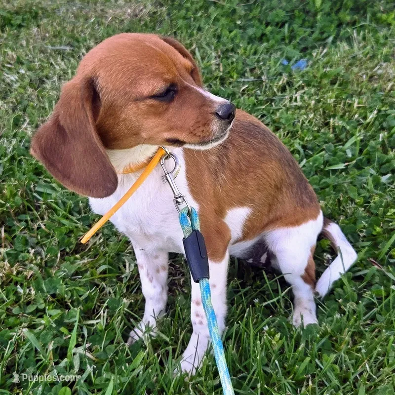 Cocoa Pocket Beagle – Beagle puppy for sale in Falmouth, KY