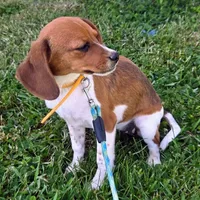 Cocoa Pocket Beagle, a female Beagle for sale in Falmouth, KY – 5 of 10