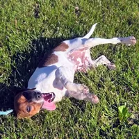 Ice Cream Pocket Beagle, a male Beagle for sale in Falmouth, KY – 4 of 10