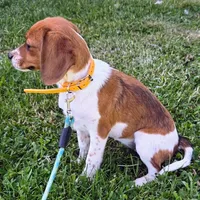 Cocoa Pocket Beagle, a female Beagle for sale in Falmouth, KY – 4 of 10
