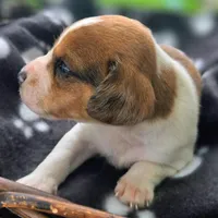 Treasure Pocket Beagle, a male Beagle for sale in Falmouth, KY – 8 of 10