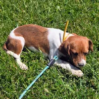 Cocoa Pocket Beagle, a female Beagle for sale in Falmouth, KY – 10 of 10