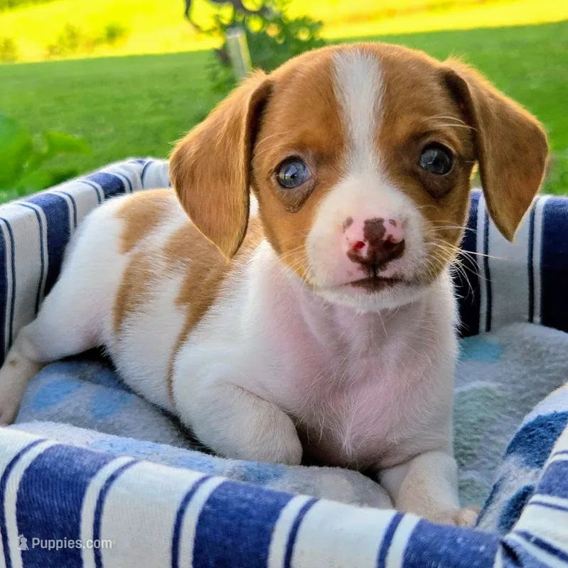 Gold Pocket Beagle – Beagle puppy for sale in Falmouth, KY