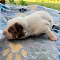 Lennon Pocket Beagle, a male Beagle for sale in Falmouth, KY – 4 of 10