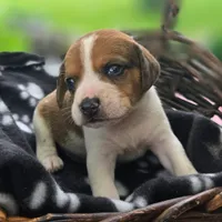 Treasure Pocket Beagle, a male Beagle for sale in Falmouth, KY – 2 of 10