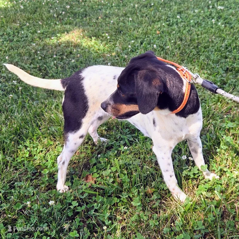 Kenzie Blue-ticked Pocket  – Beagle puppy for sale in Falmouth, KY