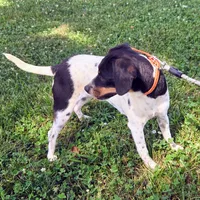 Kenzie Blue-ticked Pocket , a female Beagle for sale in Falmouth, KY – 4 of 9