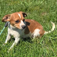 CJ Pocket Beagle, a female Beagle for sale in Falmouth, KY – 3 of 10