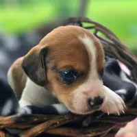 Treasure Pocket Beagle, a male Beagle for sale in Falmouth, KY – 4 of 10